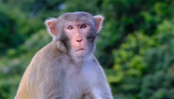 没那么简单：香港金山郊野公园猴子跳水行为的研究 | 第五届中小学生科学微电影赏析活动