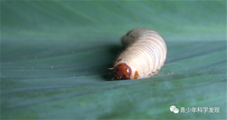 《以虫治虫——土蚕的生物防治》