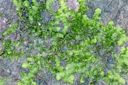 《广州越秀公园与海珠湿地苔藓植物多样性与生态意义的探究》
